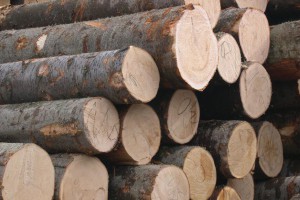 南宁市木材产量多年居全区第一 林下经济成新亮点