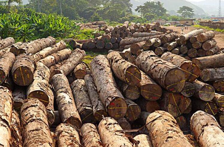 加蓬林业部门没收了约8000立方米非法的原木