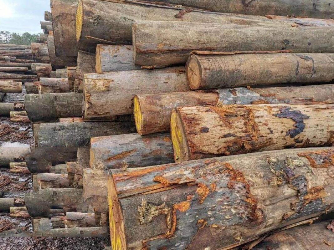 西澳大利亚州木材公司瓦里德停止了向中国的出口木材