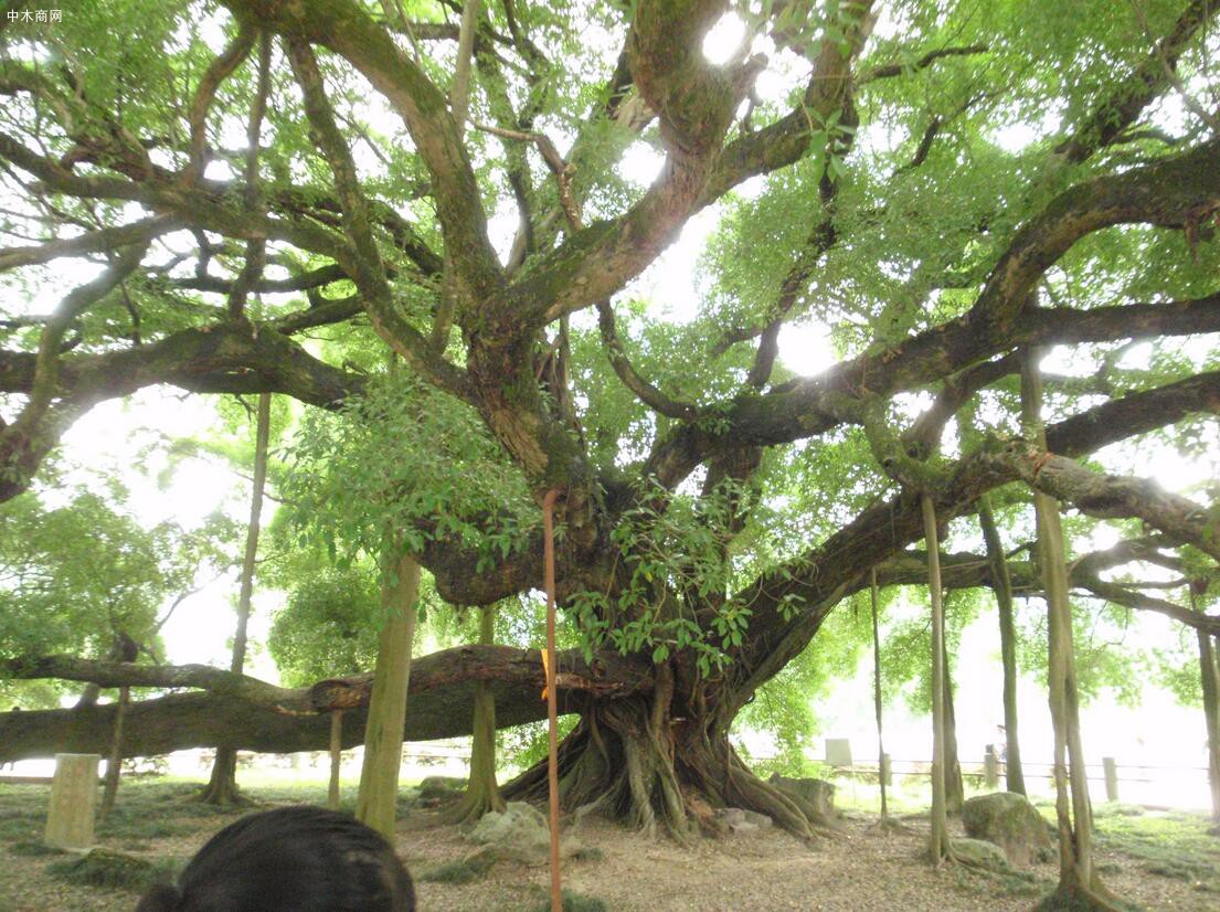 树木植物绿色天空结构图片素材_免费下载_jpg图片格式_VRF高清图片500119089_摄图网