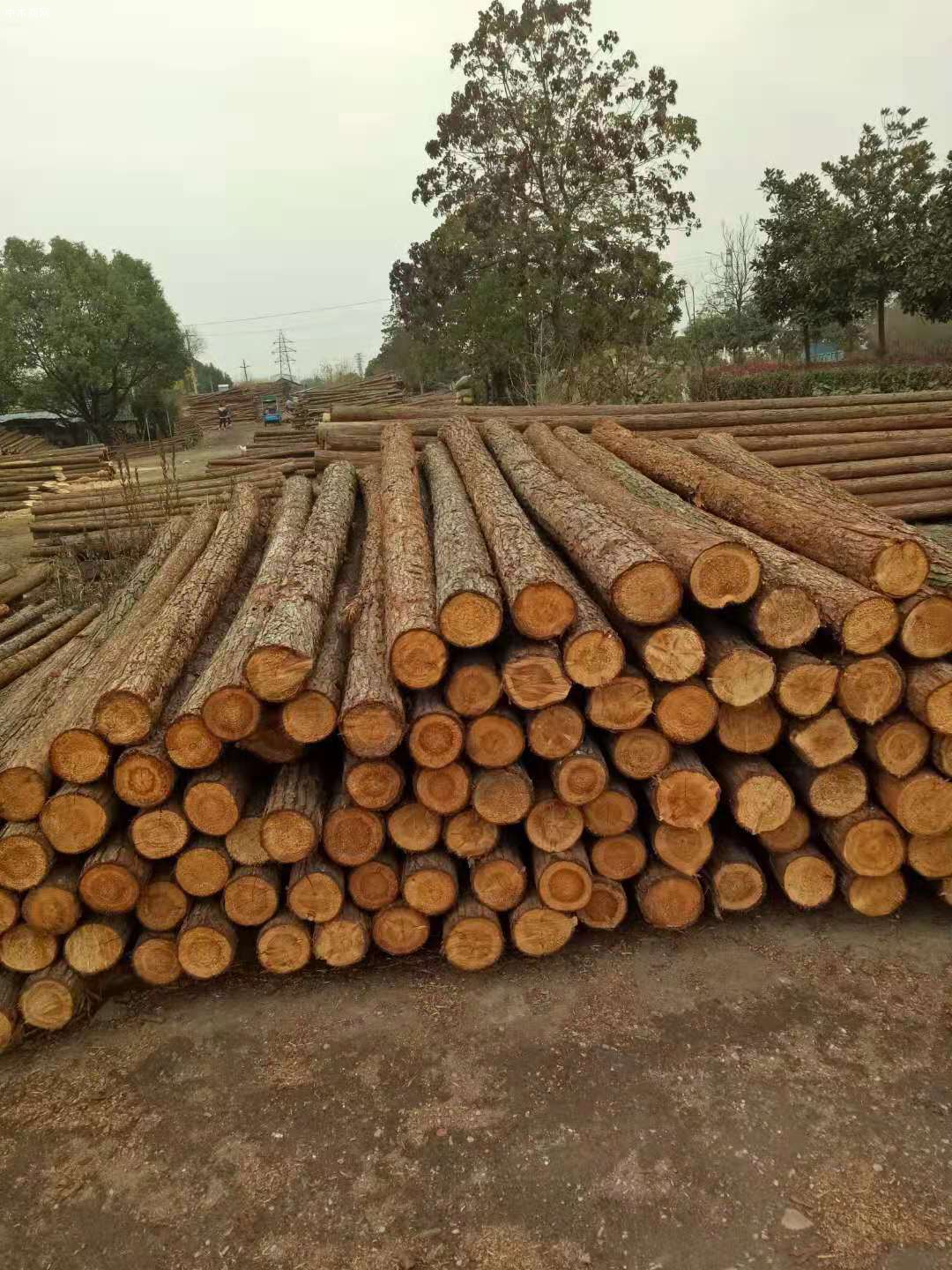上海杉木桩报价厂家直销长期大量批发厂家