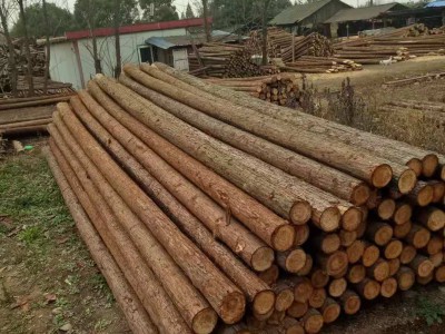 专业批发4米杉木桩价格质优价廉图4