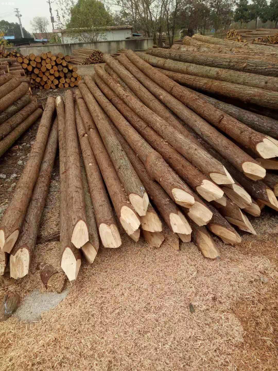 专业批发4米杉木桩价格质优价廉