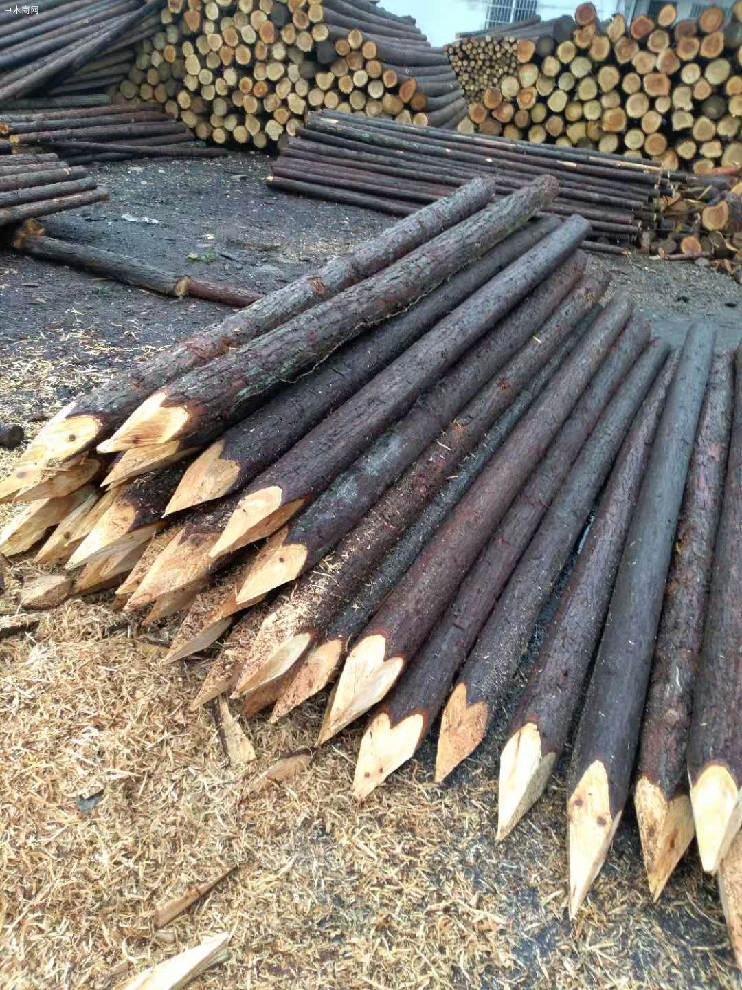 专业批发4米杉木桩价格质优价廉批发