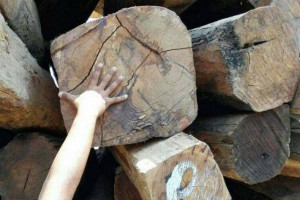 缅甸自然资源与环保部宣布:进一步提升木材出口贸易的便利性