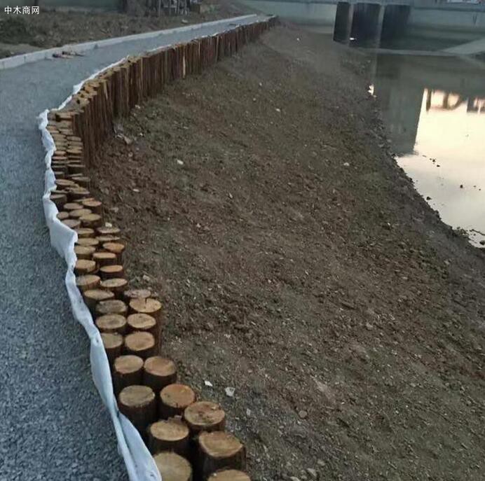 一般河道打桩杉木桩到水里可以用多少年