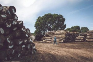 随着木材需求的增长,肯尼亚木材工业缺乏