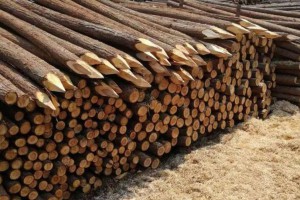 一般杉木桩价格多少钱一方及单价多少钱一个?