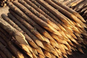盛平木业杉木桩规格和价格图片
