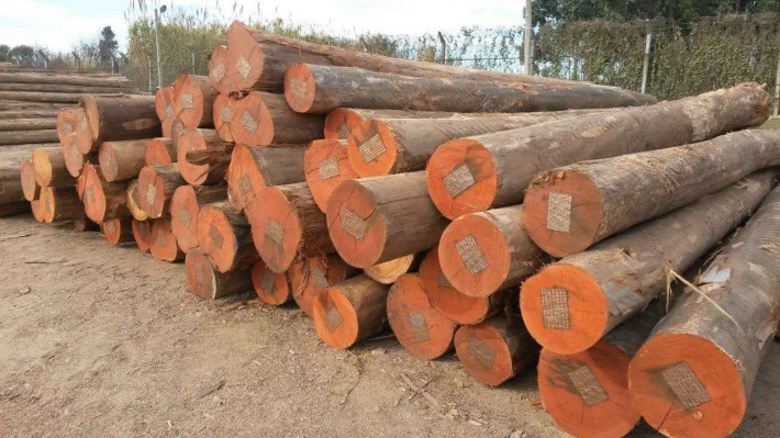 巴西木材及木制品出口大幅增长