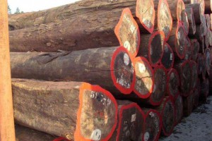 乌干达对木材能源的需求量将翻倍