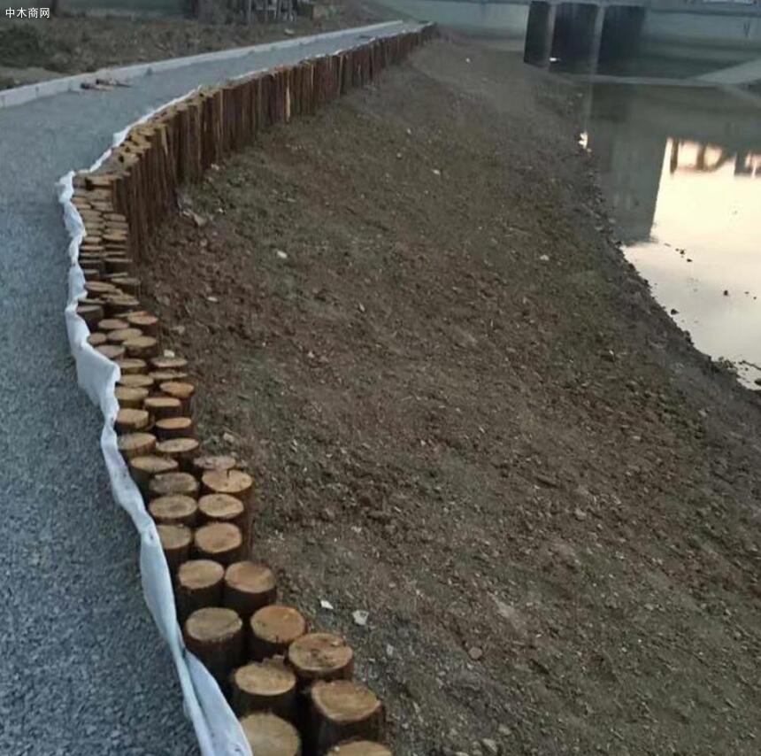 上海河道杉木桩多少钱一根