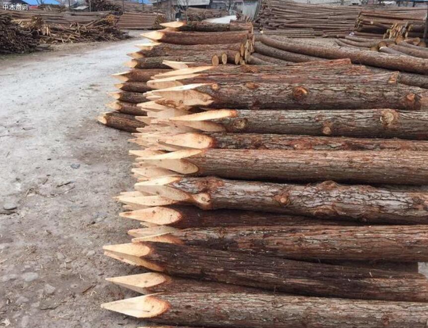 上海河道杉木桩多少钱一根价格