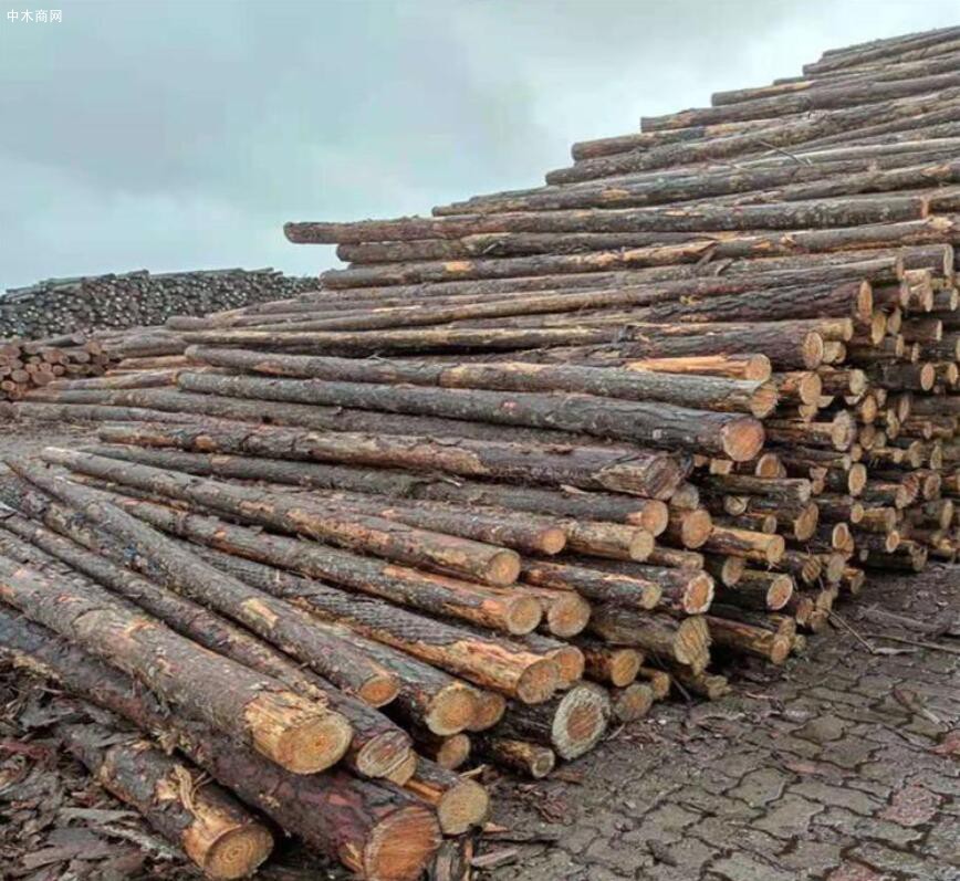 国内澳松原木价格上涨150元/立方米以上