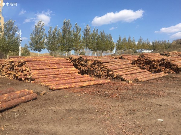 木材进口加工成绥芬河口岸发展“顶梁柱”