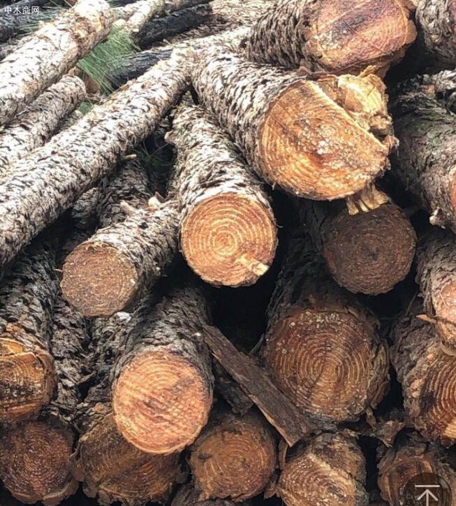 长年提供油松原木木材