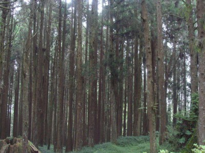 松木杉木原木树木原产地直销图2