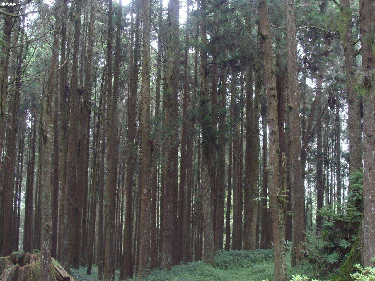 松木杉木原木树木原产地直销图片