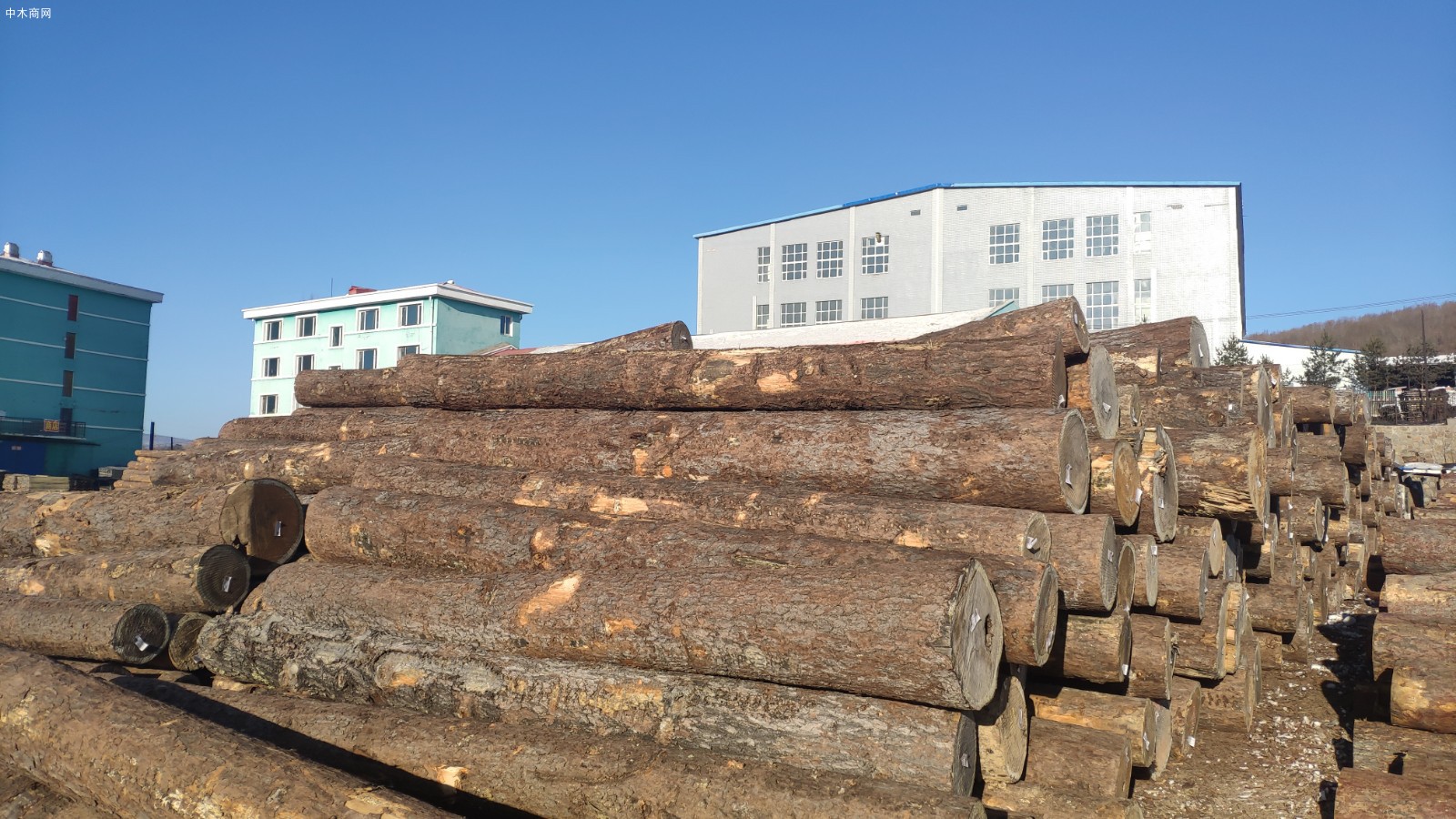 俄罗斯红松原木纯天然木材