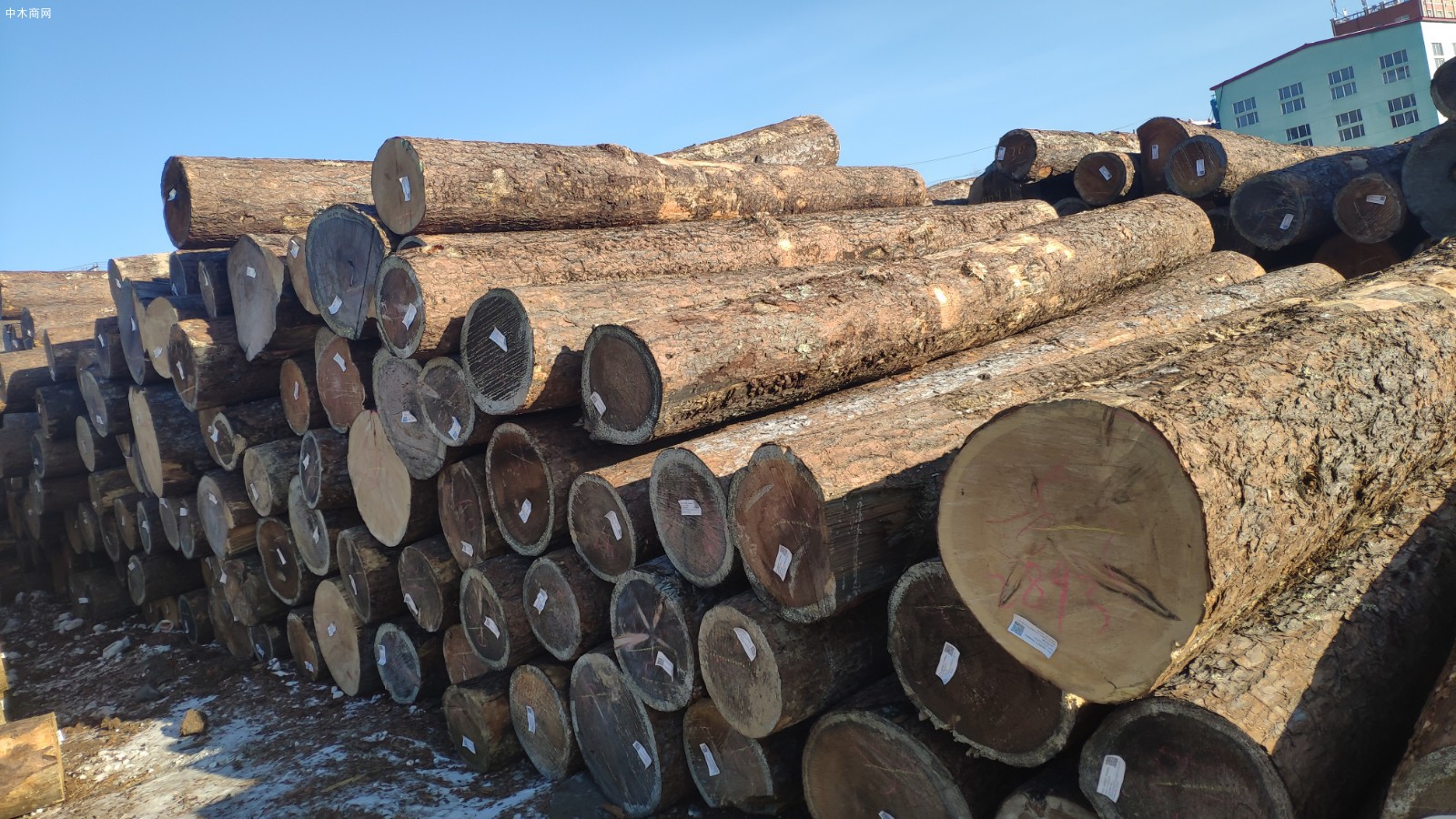 俄罗斯原木纯天然木材图片