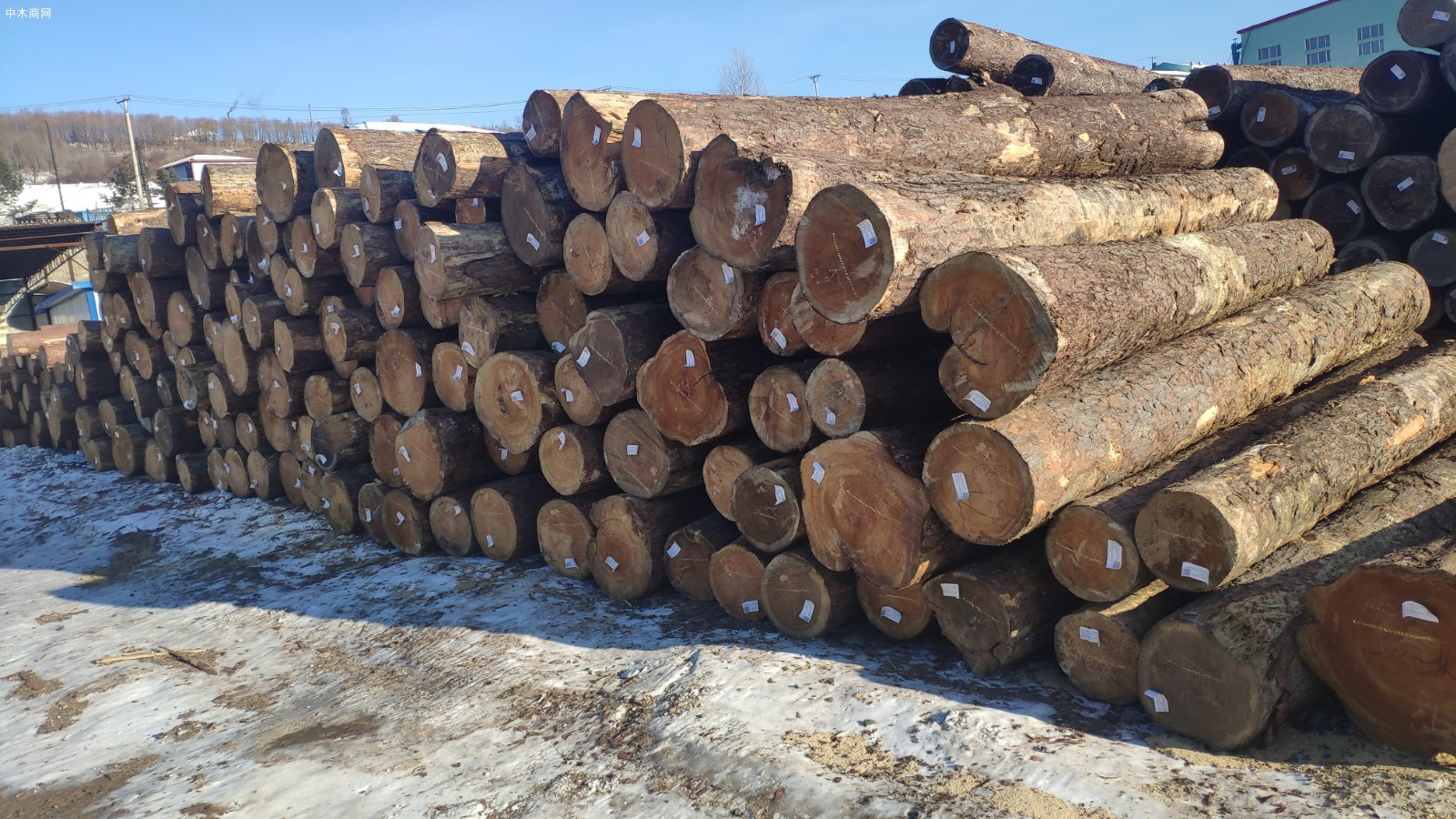 俄罗斯原木纯天然木材厂家