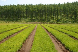 湖南省2021年计划营造林1070万亩