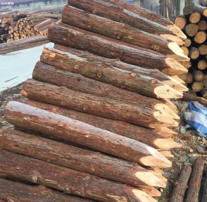 杉木桩与松木桩什么区别及哪个好厂家