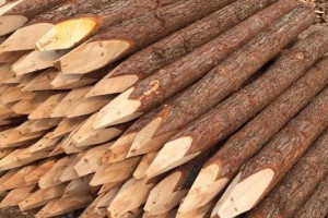 杉木桩与松木桩什么区别及哪个好?