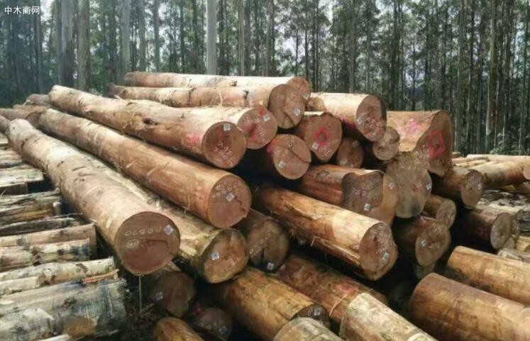 海关总署针对禁止澳大利亚原木进口再发通告