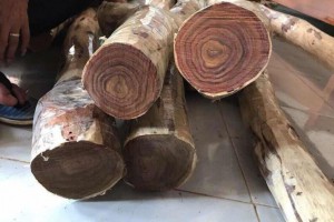 2020年越南木材出口预计达到125亿美元