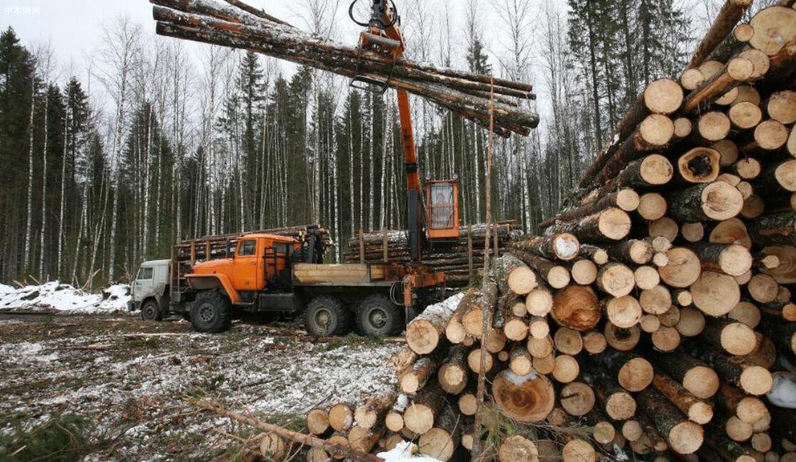 约4亿美元非法木材从俄罗斯流入欧洲