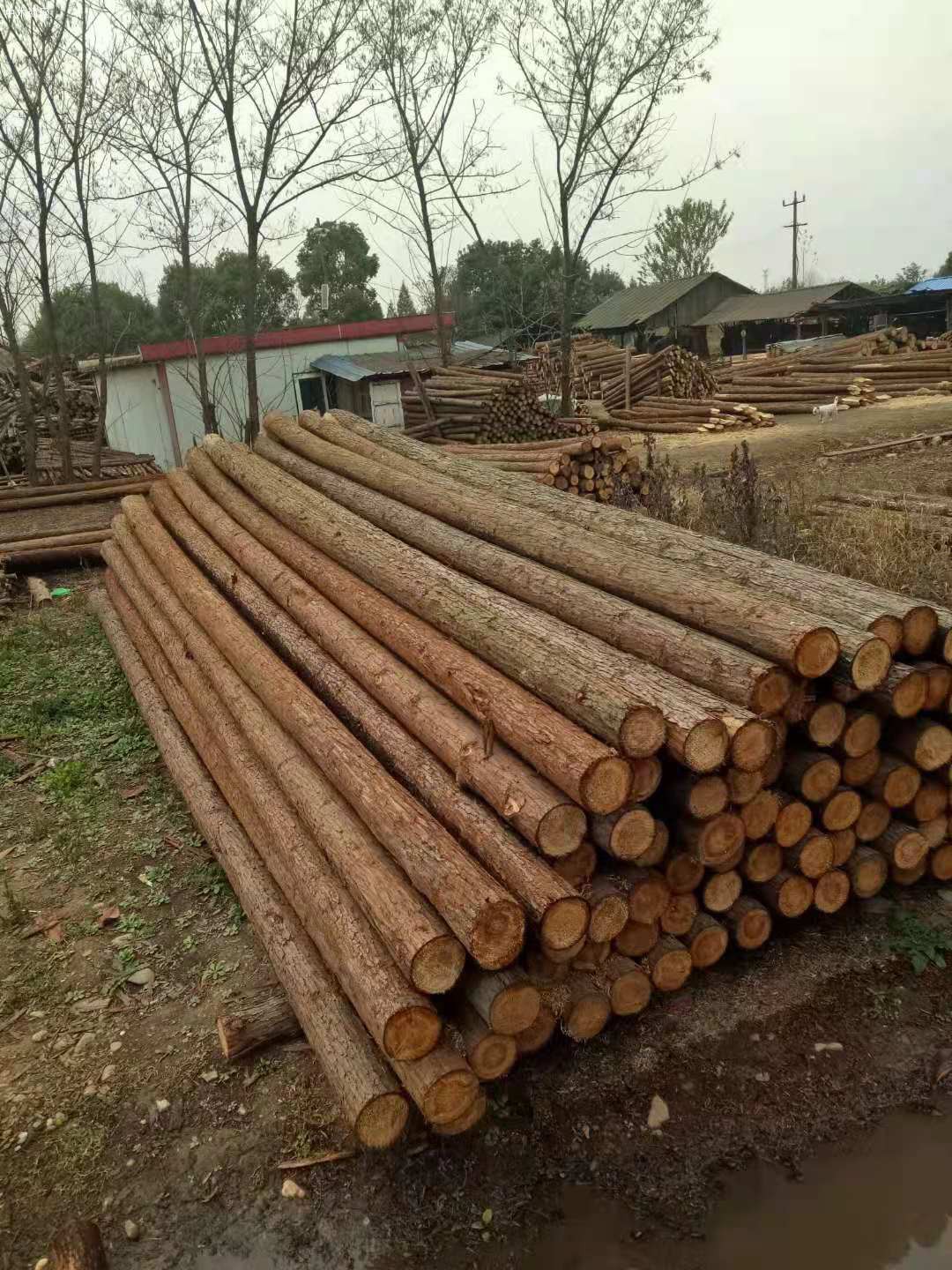 上海杉木桩批发价格多少钱一根批发