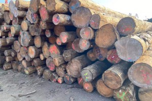 节日效应国内木材市场交易情绪开始减弱