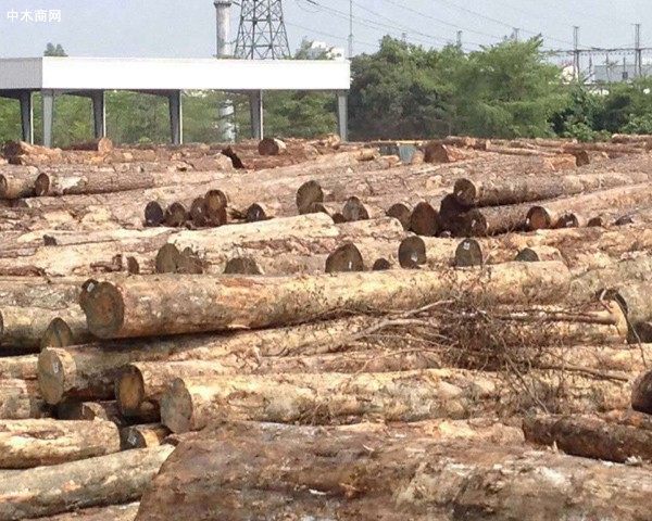 澳松原木供应减少国内旋切对松木的需求火爆