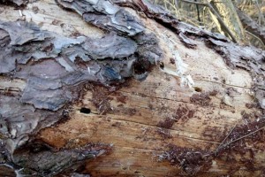 璧山区一木材加工厂存在松材线虫病传播风险被行政处罚5000元