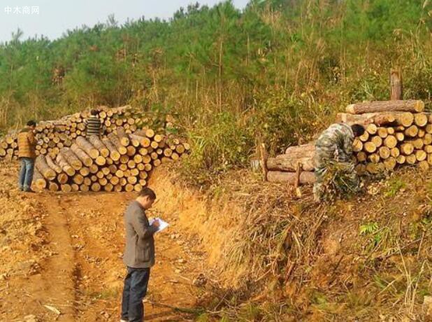湖北省麻城市林业局开展木材收购经营突击检查