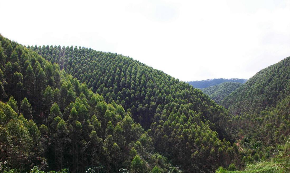 广西林业产业生产总值破7500亿