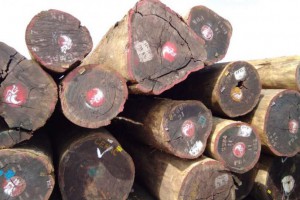 加蓬木材工业的活跃度在2020年第三季度开始有所下降