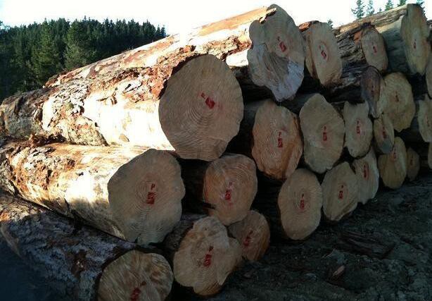 国内针叶材原木价格行情大幅上涨