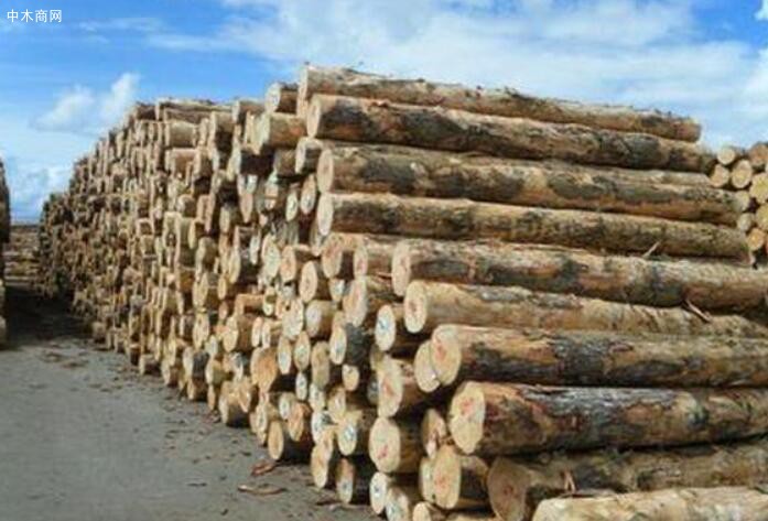 新西兰出口原木约占全国总产量的65%