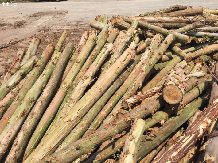 2020年广西桉树木材年产量3000多万立方米,产量排全国第一位