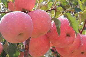 苹果树苗哪个品种比较好呢?