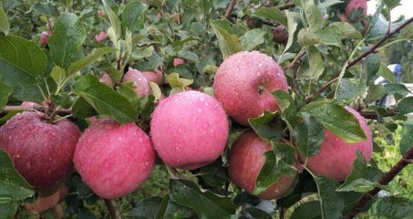 苹果树苗哪个品种比较好呢图片