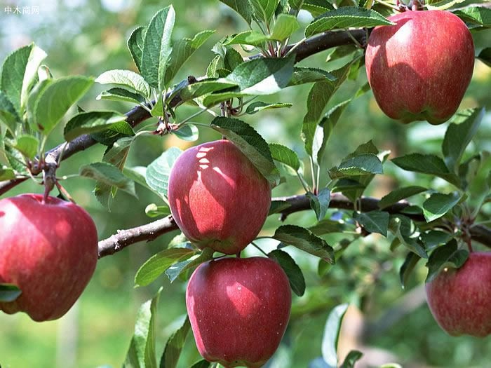 苹果树苗哪个品种比较好呢价格