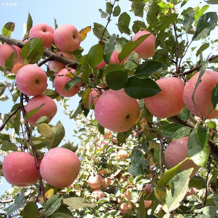 苹果树苗哪个品种比较好呢厂家