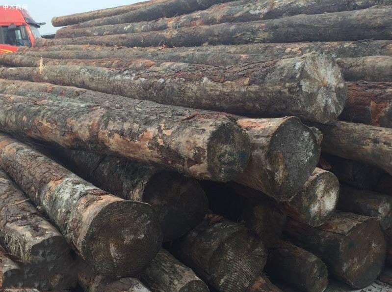 近期广东木材市场陆续有南方松新货到港