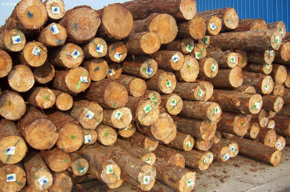 澳洲松木空缺市场很可能被其他针叶材取代
