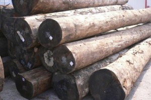 巴西木材及木制品出口急剧上升