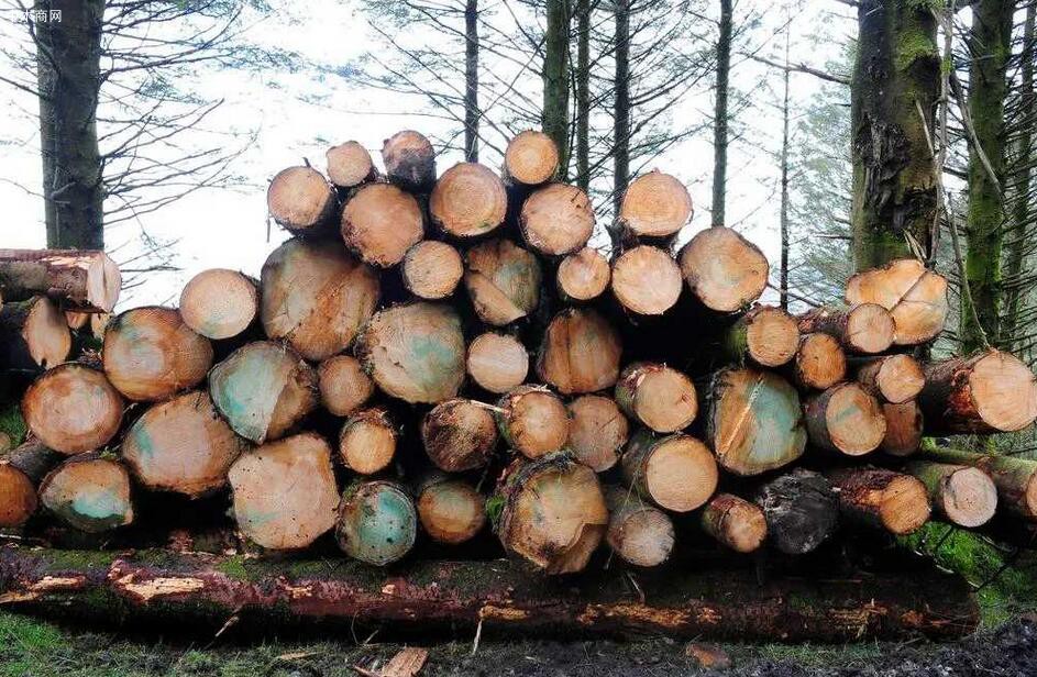 俄罗斯工业发展基金已提供超过130亿卢布贷款支持木材工业发展图片