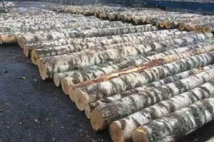 新疆额敏县开展木材场所安全生产检查工作